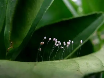  ۱۰ مورد از شگفت‌انگیزترین تخم‌های حیوانات 