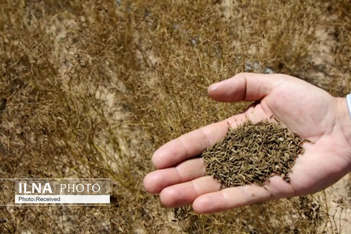 ۷۰ تن زیره سبز دیم در شهرستان البرز تولید می‌شود