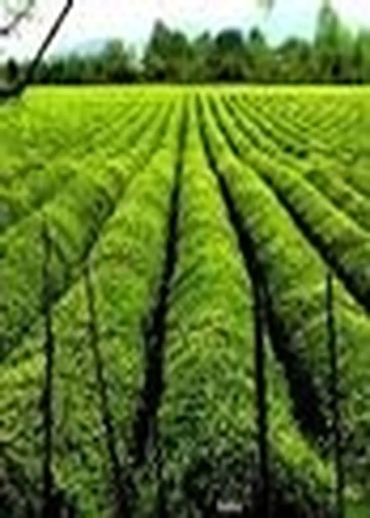 پرداخت ۶۰ میلیارد تومان وام به‌زراعی باغ‌های چای