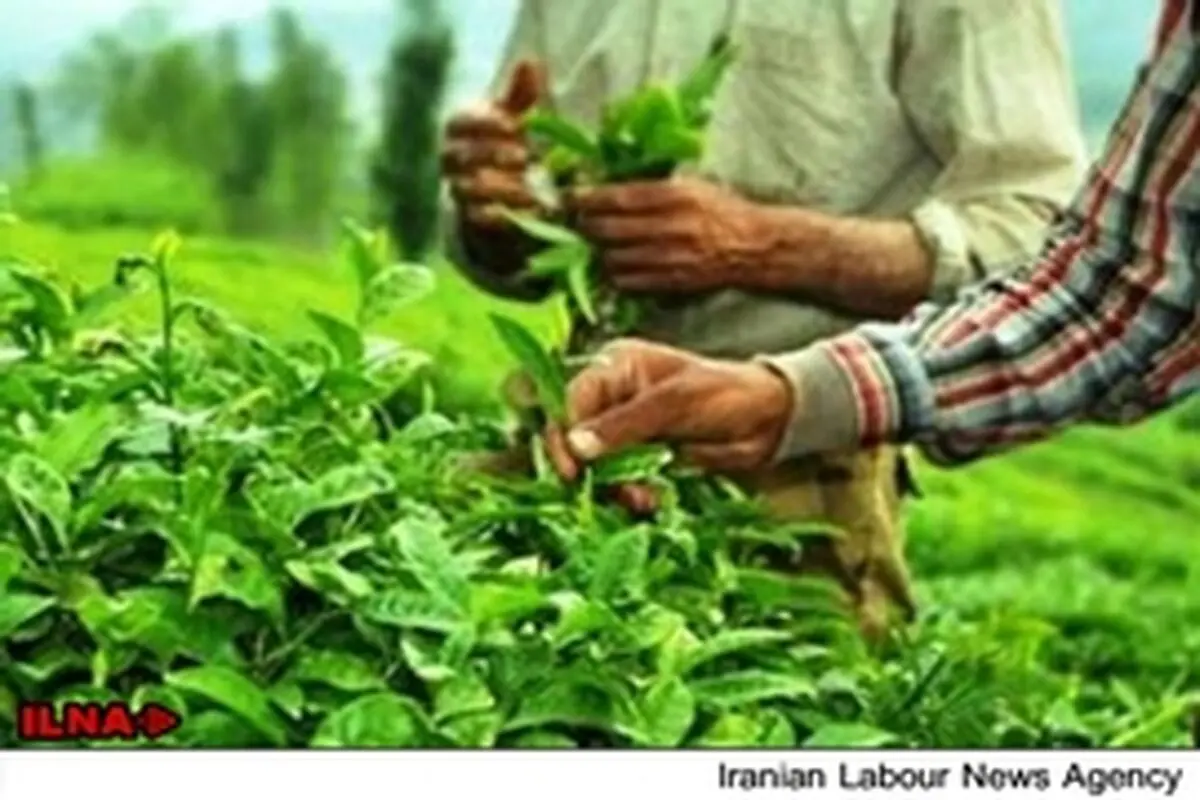 وضعیت معیشتی چایکاران مطلوب نیست