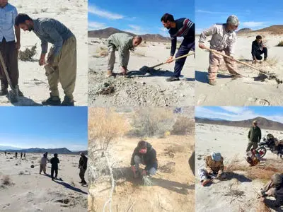 هم‌افزایی ملی برای مهار ریزگردها/ کاشت گز در حاشیه تالاب های طشک و بختگان