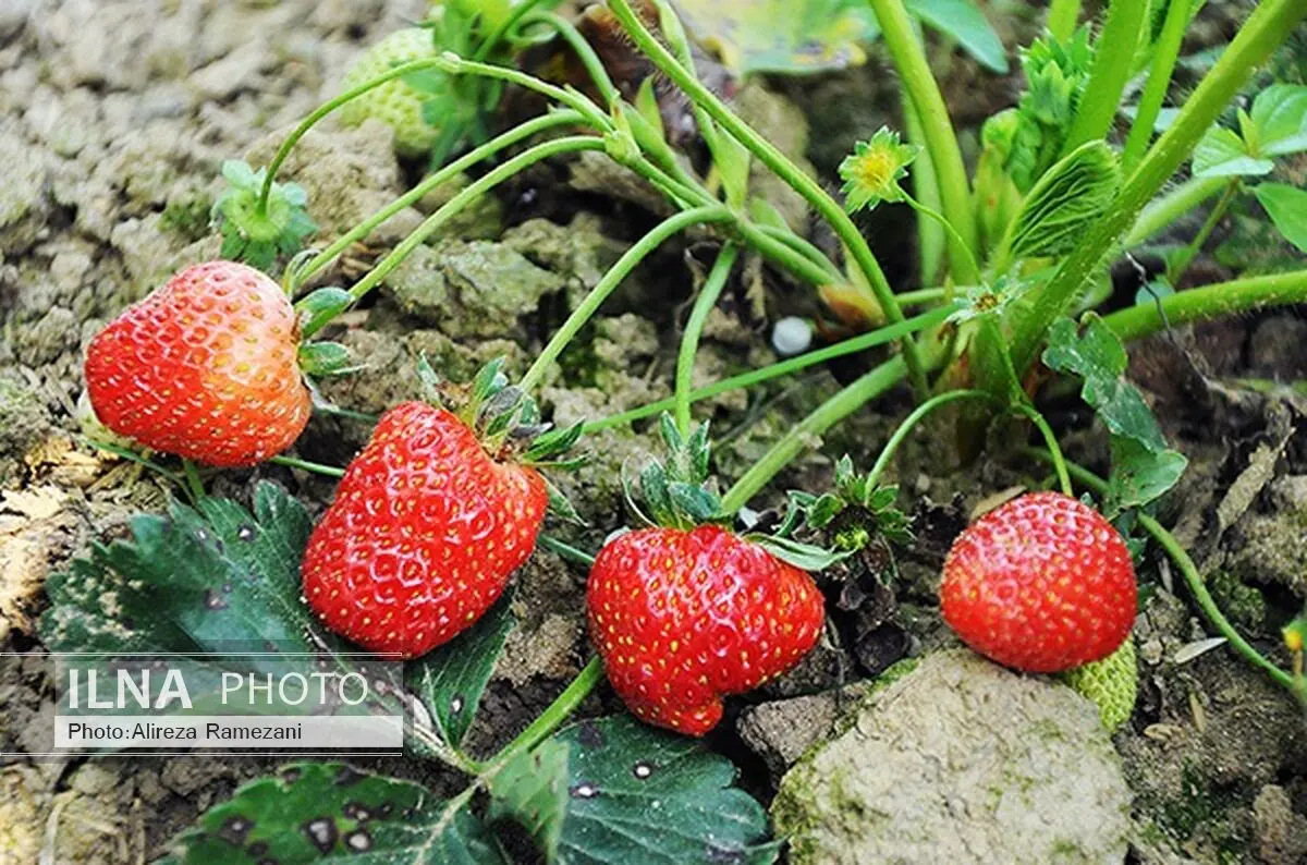 برداشت توت‌فرنگی در سطح 23 هکتار از مزارع سردشت آغاز شد