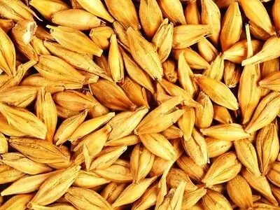 تصویب قیمت تضمینی جو/ هر کیلوگرم 100 هزار ریال