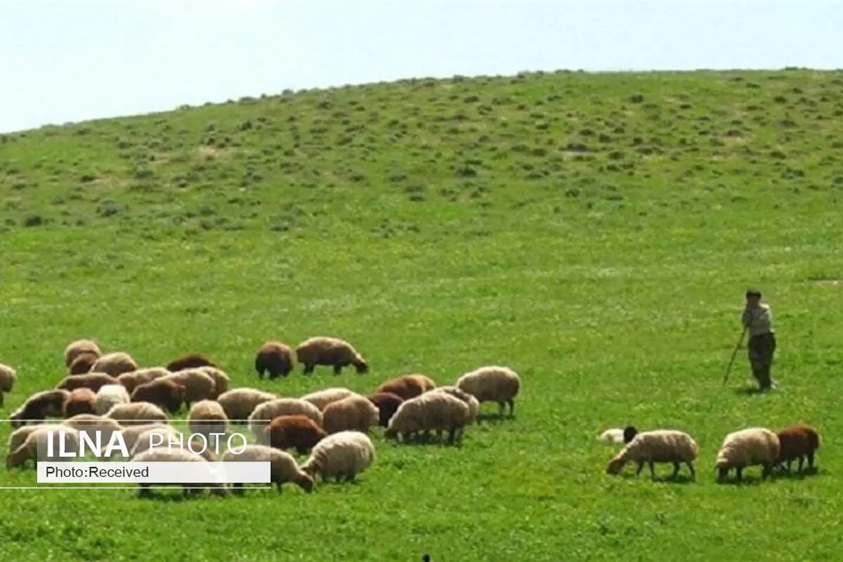 بهره برداری خارج از ظرفیت مراتع تهدیدی برای منابع طبیعی قزوین است