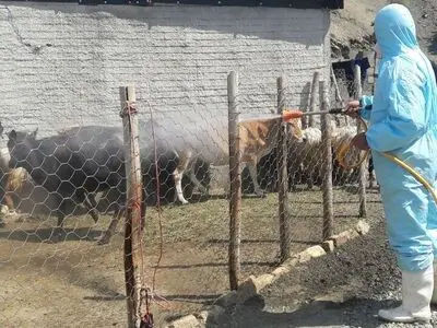 سمپاشی جایگاه دام 30 روستای ثلاث باباجانی علیه تب کریمه کنگو