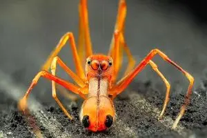 عنکبوت مورچه‌ نما ؛ یک کلاهبردار حرفه ای در دنیای حشرات