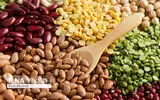 برداشت بیش از 2 هزار تن حبوبات دیم از مزارع قزوین