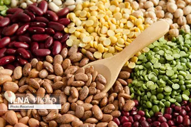 برداشت بیش از 2 هزار تن حبوبات دیم از مزارع قزوین