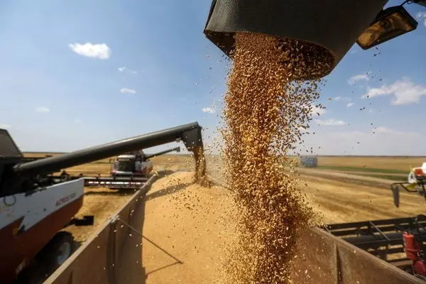 خرید تضمینی ۱۰۲ هزار تن گندم از کشاورزان در خراسان‌رضوی 