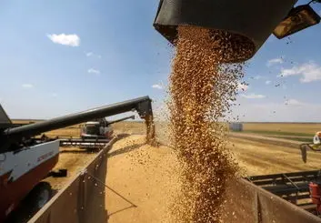 خرید تضمینی ۱۰۲ هزار تن گندم از کشاورزان در خراسان‌رضوی 