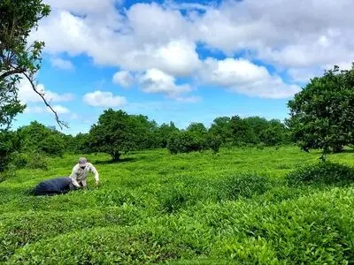 پایان خرید تضمینی برگ سبز چای