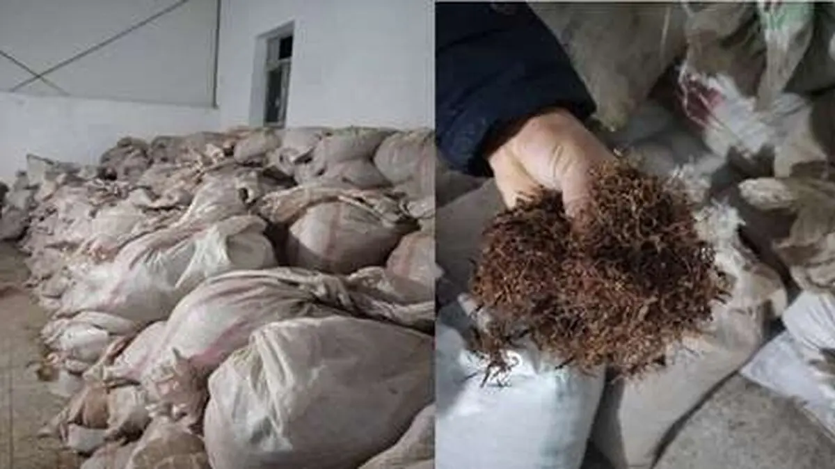 10 تُن چای غیر بهداشتی در سمنان کشف و توقیف شد