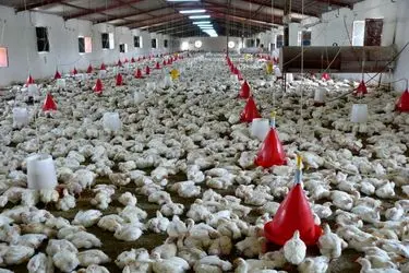 ضرورت تداوم جوجه‌ریزی و مدیریت نقدینگی