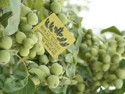 نکات کلیدی خرید نهال گردو و بادام از نهالستان + معرفی و قیمت نهال