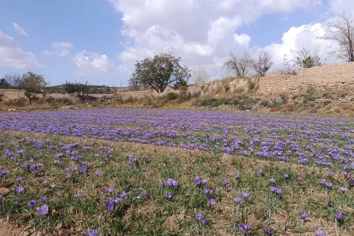 آغاز برداشت زعفران در طرق‌رود نطنز/ رویدادی ثبت‌شده در تقویم گردشگری کشور