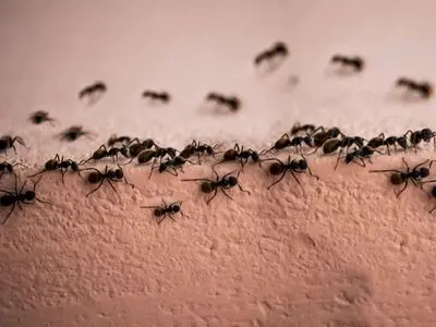 فراری دادن مورچه با یک ادویه محبوب خانگی