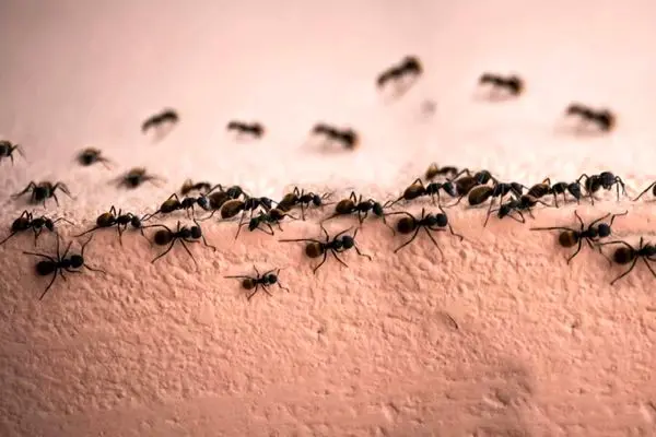 فراری دادن مورچه با یک ادویه محبوب خانگی