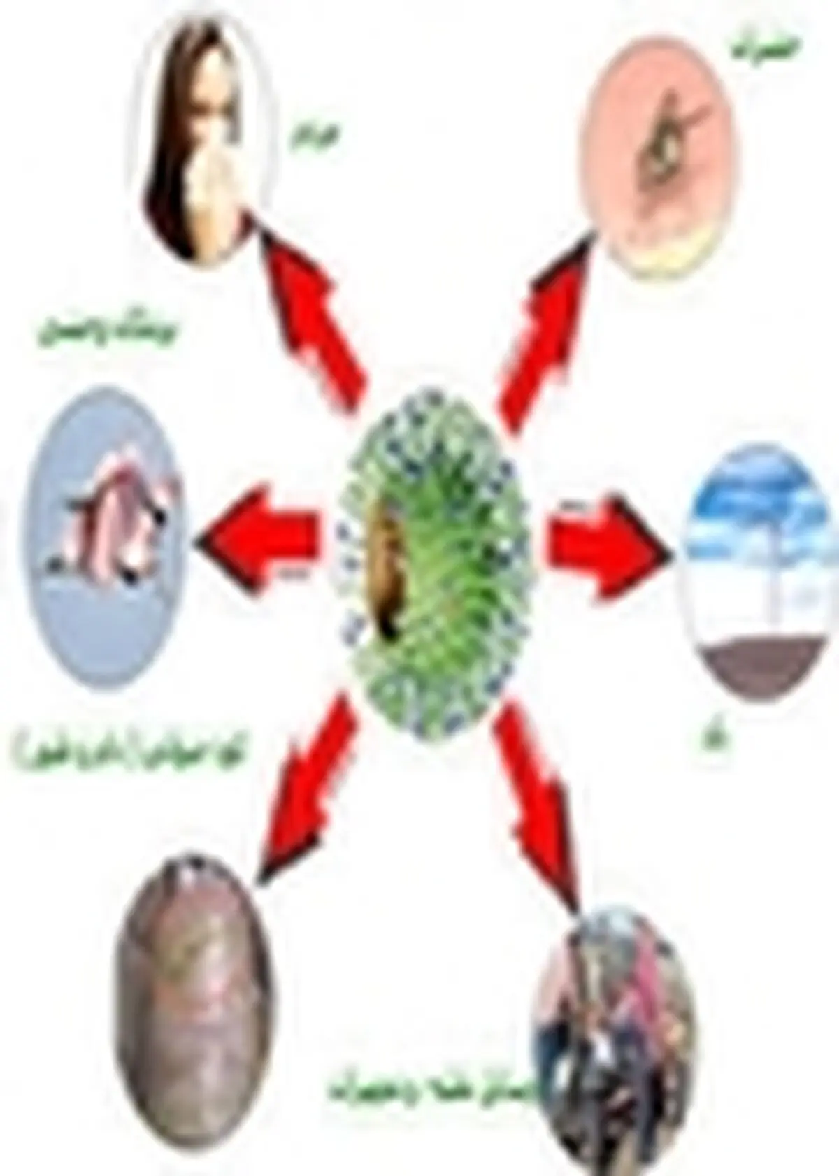 آغاز طرح ملی مراقبت فعال از پرندگان در آستارا