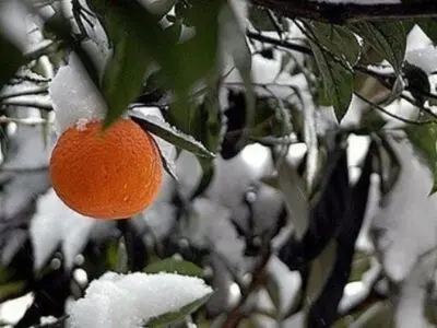 هشدار جهاد کشاورزی مازندران به باغداران و گلخانه‌داران