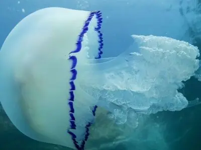 تنها موجود جاودانه بر روی زمین
