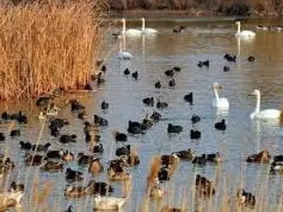 نبض حیات در تالاب های آذربایجان غربی تندتر شد/تالاب های استان آماده استقبال از پرندگان مهاجر می‌شود