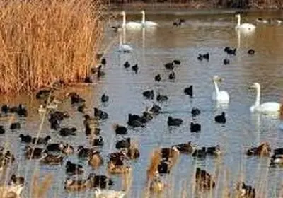 نبض حیات در تالاب های آذربایجان غربی تندتر شد/تالاب های استان آماده استقبال از پرندگان مهاجر می‌شود