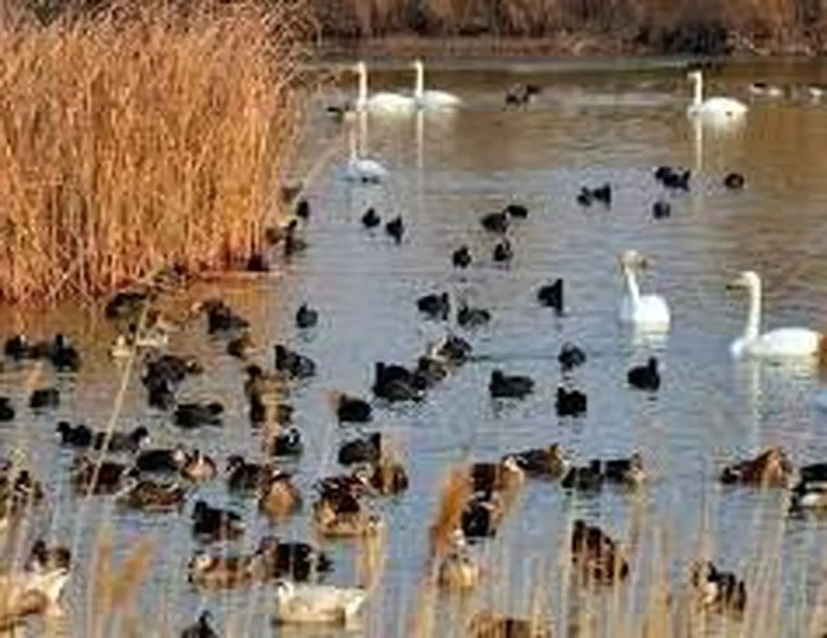 نبض حیات در تالاب های آذربایجان غربی تندتر شد/تالاب های استان آماده استقبال از پرندگان مهاجر می‌شود