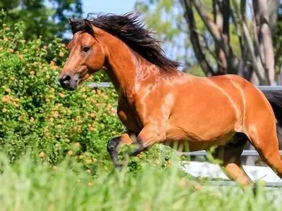 جشنواره اسب کاسپین در بندرانزلی