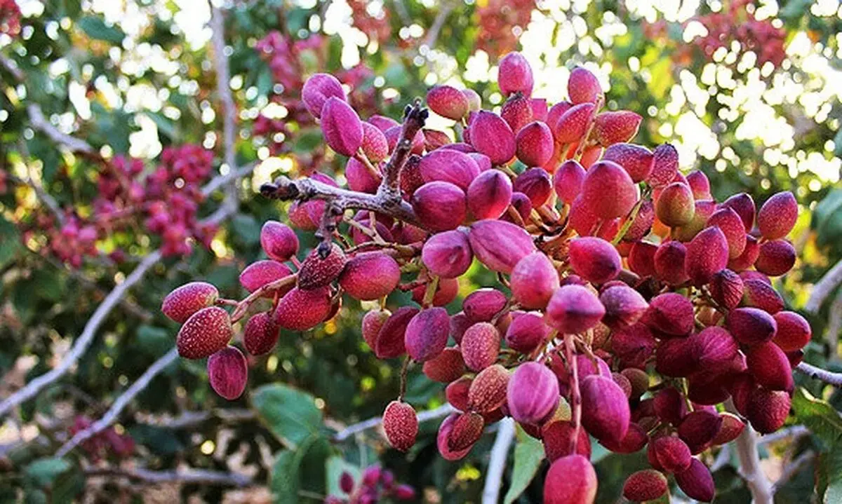 گریه پسته‌های خندان دامغان در بورس کالا/ اقدام جهاد کشاورزی دامغان به باغداران  ناچیز و شاید هم هیچ است