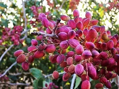 گریه پسته‌های خندان دامغان در بورس کالا/ اقدام جهاد کشاورزی دامغان به باغداران  ناچیز و شاید هم هیچ است