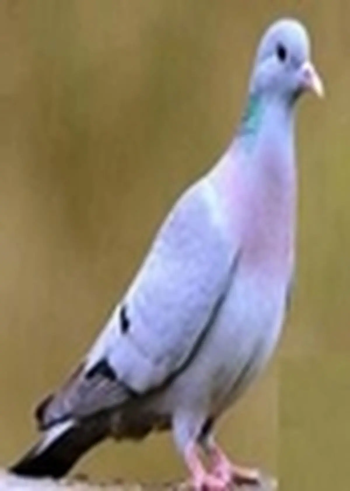 دستگیری شکارچی غیر مجاز فاخته در پارک ملی کرخه