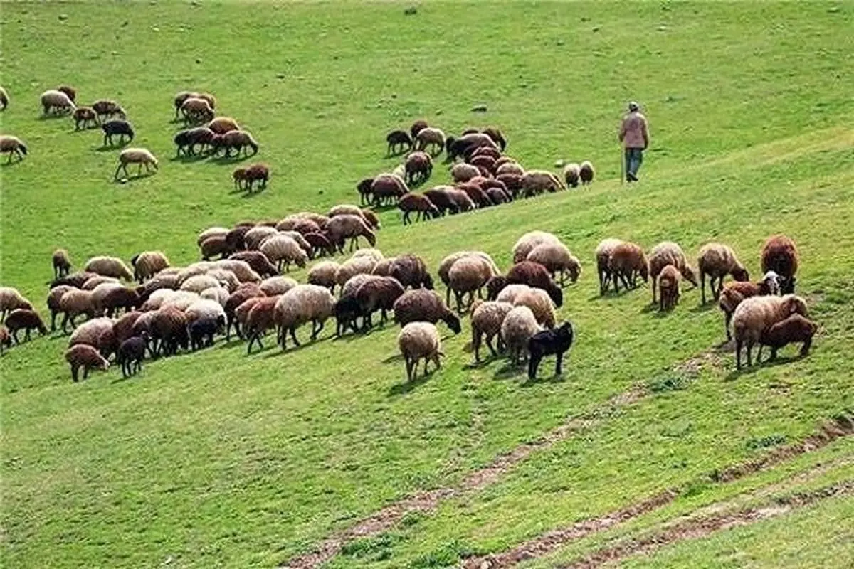 جلوگیری از ورود دام غیرمجاز به منطقه حفاظت‌شده البرز مرکزی ‌