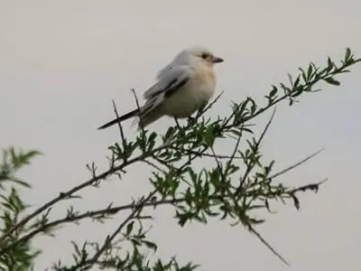 مشاهده پرنده سنگ‌چشم پیشانی‌سفید در سنندج برای نخستین بار 