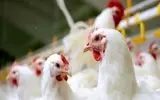 جریمه ۹ میلیارد تومانی برای سه مرغداری متخلف در استان