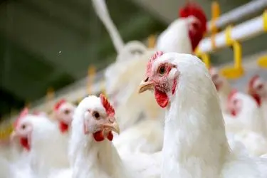 جریمه ۹ میلیارد تومانی برای سه مرغداری متخلف در استان