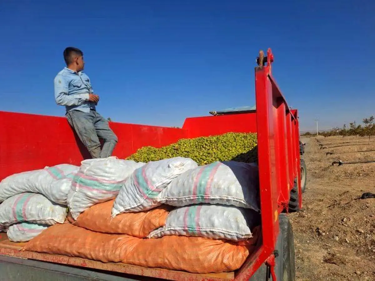 آغاز اولین برداشت محصول گردو از باغات ۲۳۵۰ هکتاری شرکت آریا دشت در منطقه آزاد ماکو