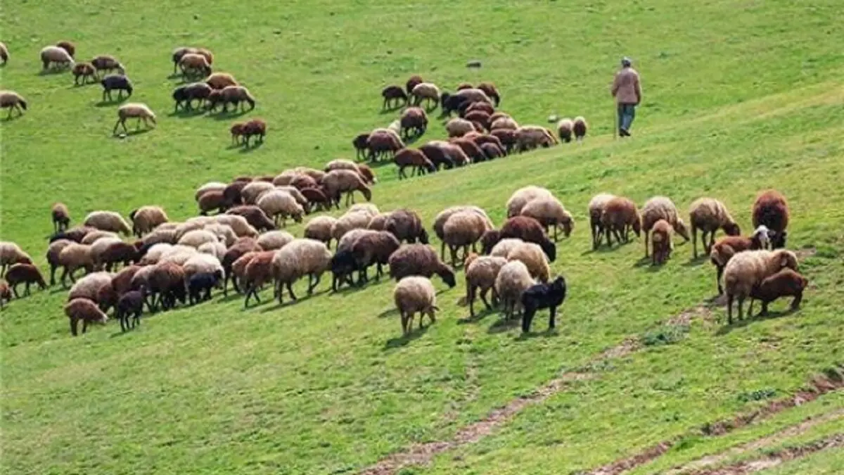 اخراج 42 هزار رأس دام غیرمجاز از مراتع استان مرکزی