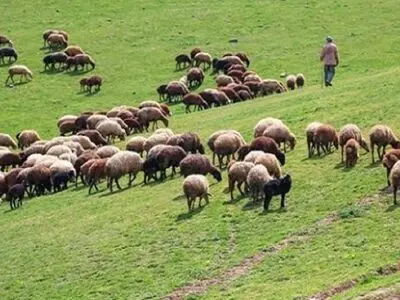 اخراج 42 هزار رأس دام غیرمجاز از مراتع استان مرکزی
