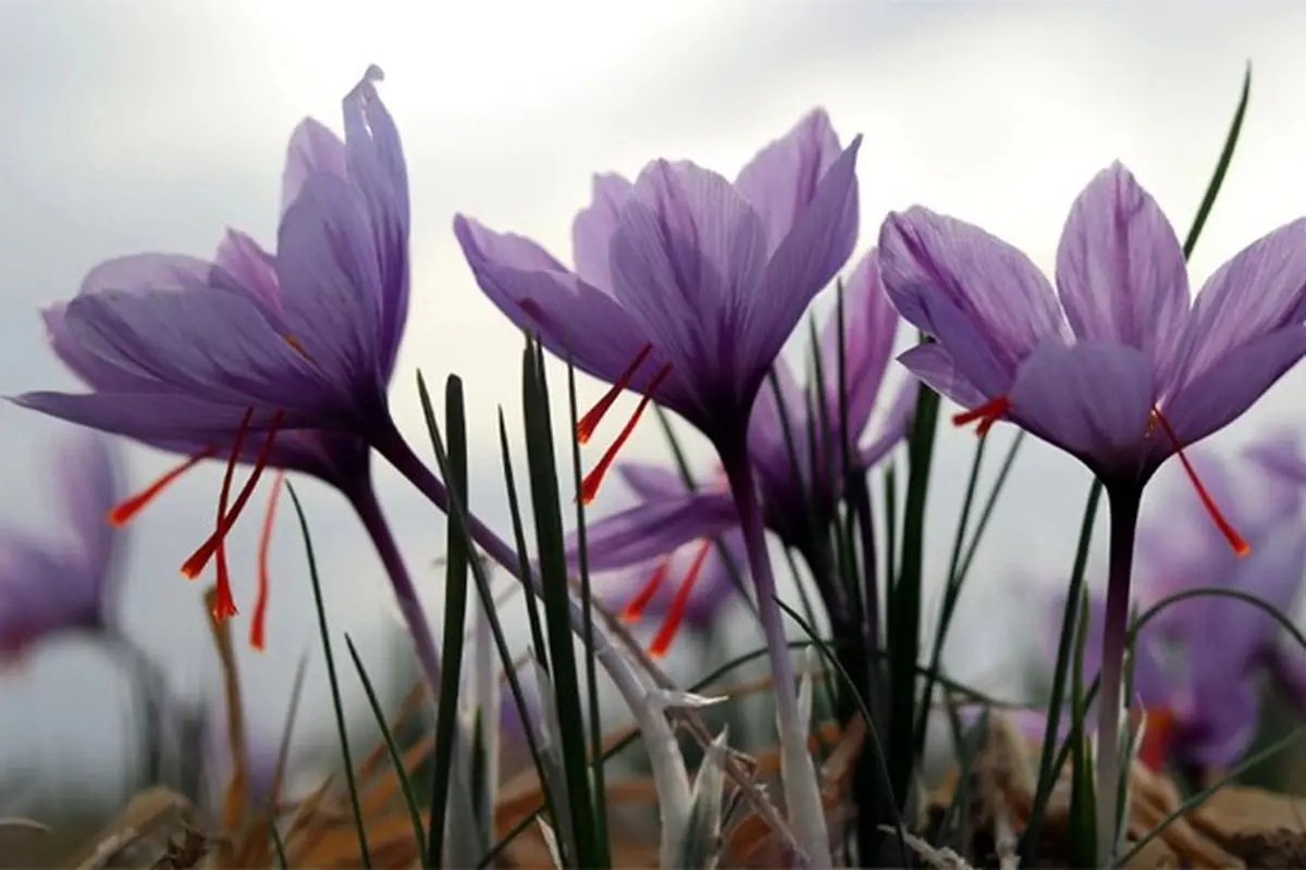 High-quality saffron with a fair price and unmatched aroma – Shop now from Tida Saffron
