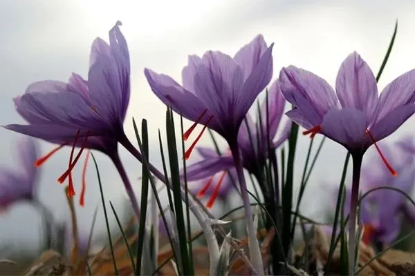 High-quality saffron with a fair price and unmatched aroma – Shop now from Tida Saffron
