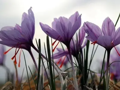 High-quality saffron with a fair price and unmatched aroma – Shop now from Tida Saffron