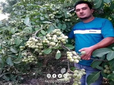 چگونه مرکزی معتبر برای خرید نهال گردو انتخاب کنیم؟