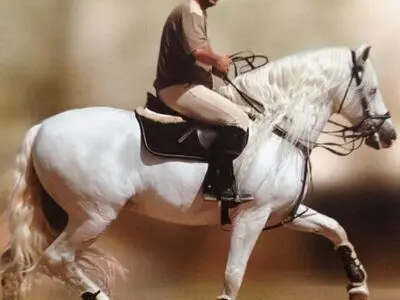 مسعود محکم کار عازم فرانسه شد