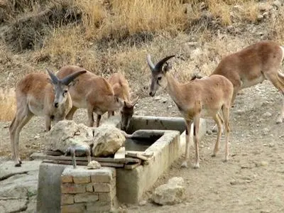 احداث نخستین آبشخور منطقه شکار و تیراندازی ممنوع در منطقه لهون