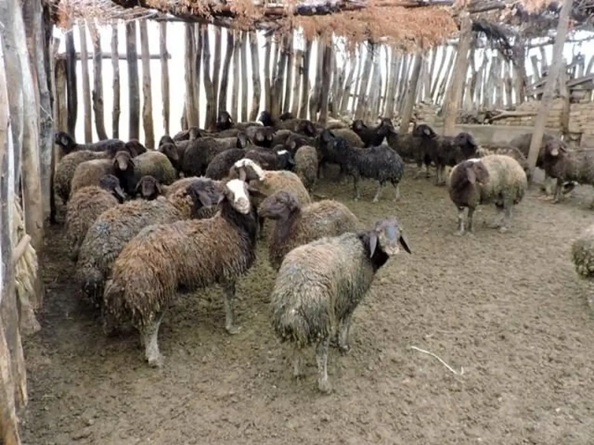 تارومار شدن گله چوپان خوزستانی توسط پلنگ/احتمال بازگشت پلنگ ها به روستای کلتندر علیا  