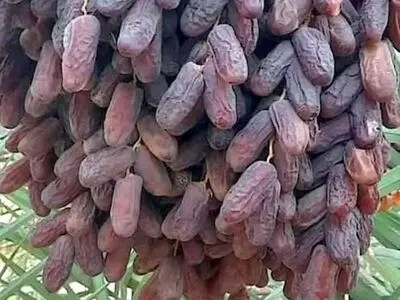 برداشت ۴۵۰ هزار تن خرما از نخلستان‌های فارس آغاز شد