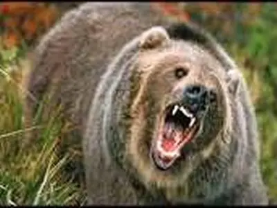 حمله خرس در منطقه لندی مرد ۴۲ ساله را روانه بیمارستان کرد