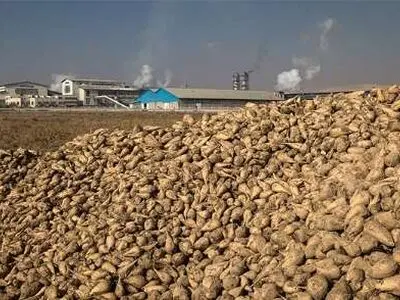 کارخانجات قند آذربایجان غربی 77 درصد بهای چغندرکاران را پرداخت کرد