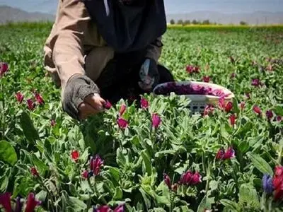 800 هکتار به سطح زیر کشت گیاهان دارویی مرکزی افزوده شد
