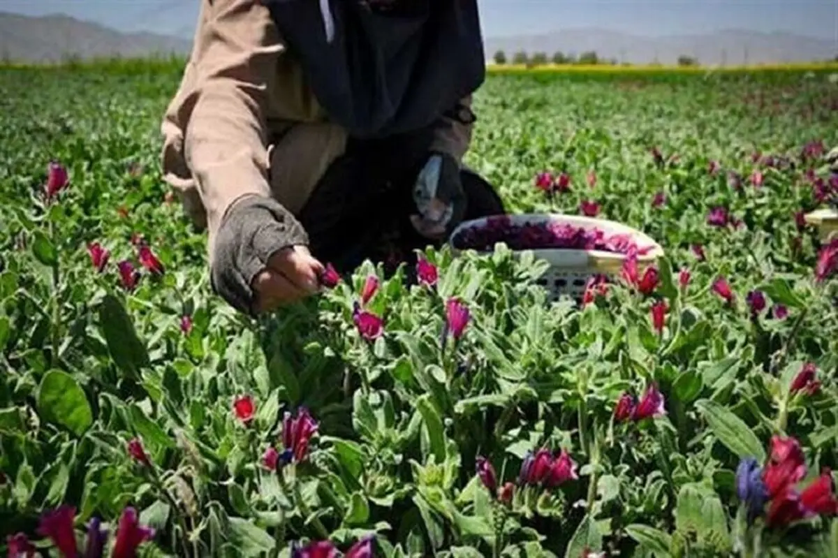 800 هکتار به سطح زیر کشت گیاهان دارویی مرکزی افزوده شد
